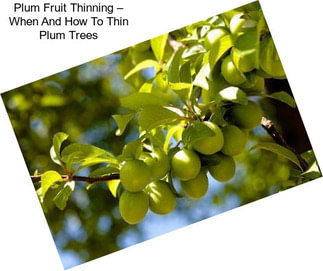 Plum Fruit Thinning – When And How To Thin Plum Trees
