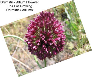 Drumstick Allium Flowers: Tips For Growing Drumstick Alliums