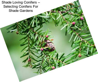 Shade Loving Conifers – Selecting Conifers For Shade Gardens