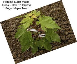 Planting Sugar Maple Trees – How To Grow A Sugar Maple Tree