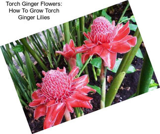 Torch Ginger Flowers: How To Grow Torch Ginger Lilies