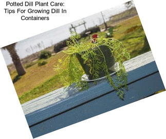 Potted Dill Plant Care: Tips For Growing Dill In Containers