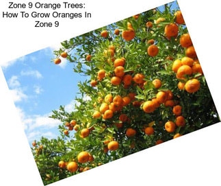 Zone 9 Orange Trees: How To Grow Oranges In Zone 9