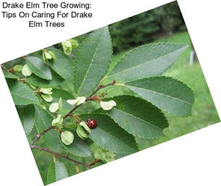 Drake Elm Tree Growing: Tips On Caring For Drake Elm Trees