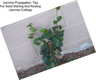 Jasmine Propagation: Tips For Seed Starting And Rooting Jasmine Cuttings