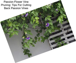 Passion Flower Vine Pruning: Tips For Cutting Back Passion Vines