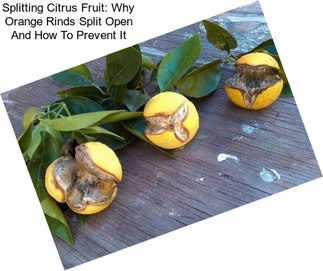 Splitting Citrus Fruit: Why Orange Rinds Split Open And How To Prevent It