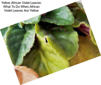 Yellow African Violet Leaves: What To Do When African Violet Leaves Are Yellow