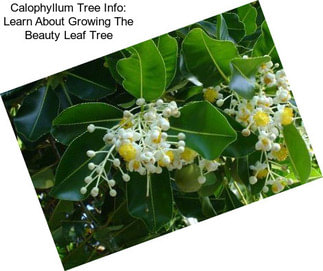 Calophyllum Tree Info: Learn About Growing The Beauty Leaf Tree