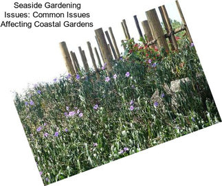 Seaside Gardening Issues: Common Issues Affecting Coastal Gardens