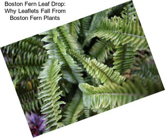 Boston Fern Leaf Drop: Why Leaflets Fall From Boston Fern Plants