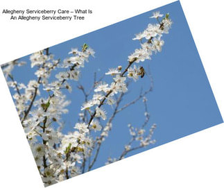 Allegheny Serviceberry Care – What Is An Allegheny Serviceberry Tree