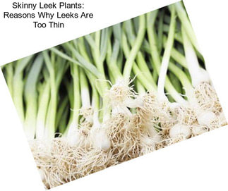 Skinny Leek Plants: Reasons Why Leeks Are Too Thin