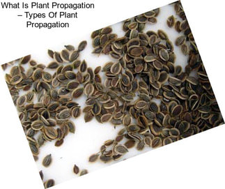 What Is Plant Propagation – Types Of Plant Propagation