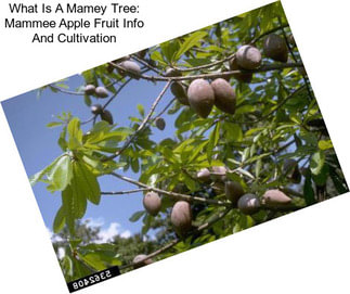 What Is A Mamey Tree: Mammee Apple Fruit Info And Cultivation