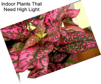 Indoor Plants That Need High Light