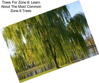 Trees For Zone 8: Learn About The Most Common Zone 8 Trees