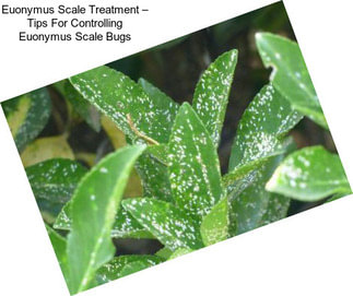 Euonymus Scale Treatment – Tips For Controlling Euonymus Scale Bugs