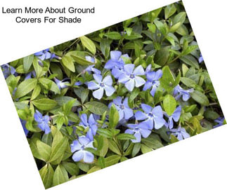 Learn More About Ground Covers For Shade