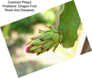Common Pitaya Problems: Dragon Fruit Pests And Diseases