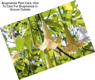 Brugmansia Plant Care: How To Care For Brugmansia In Ground Outside