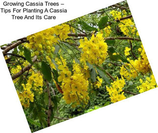 Growing Cassia Trees – Tips For Planting A Cassia Tree And Its Care