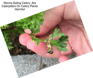 Worms Eating Celery: Are Caterpillars On Celery Plants Harmful