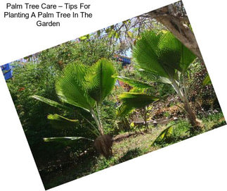 Palm Tree Care – Tips For Planting A Palm Tree In The Garden