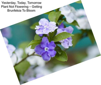 Yesterday, Today, Tomorrow Plant Not Flowering – Getting Brunfelsia To Bloom