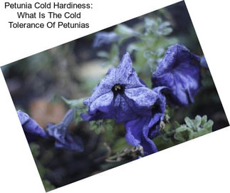 Petunia Cold Hardiness: What Is The Cold Tolerance Of Petunias