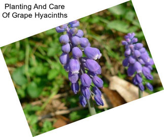 Planting And Care Of Grape Hyacinths