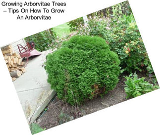 Growing Arborvitae Trees – Tips On How To Grow An Arborvitae