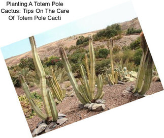 Planting A Totem Pole Cactus: Tips On The Care Of Totem Pole Cacti