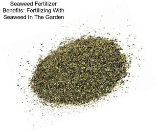 Seaweed Fertilizer Benefits: Fertilizing With Seaweed In The Garden