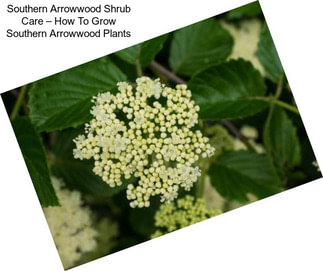 Southern Arrowwood Shrub Care – How To Grow Southern Arrowwood Plants