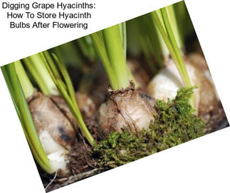 Digging Grape Hyacinths: How To Store Hyacinth Bulbs After Flowering