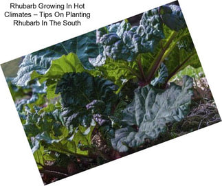 Rhubarb Growing In Hot Climates – Tips On Planting Rhubarb In The South