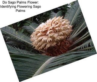 Do Sago Palms Flower: Identifying Flowering Sago Palms