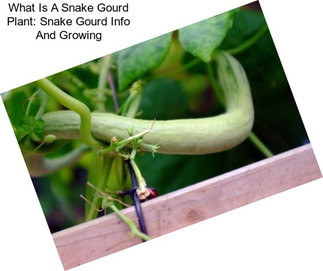 What Is A Snake Gourd Plant: Snake Gourd Info And Growing