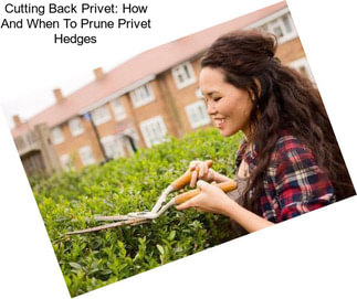 Cutting Back Privet: How And When To Prune Privet Hedges