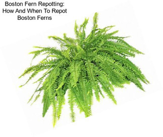 Boston Fern Repotting: How And When To Repot Boston Ferns