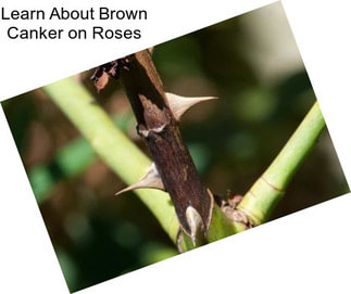 Learn About Brown Canker on Roses