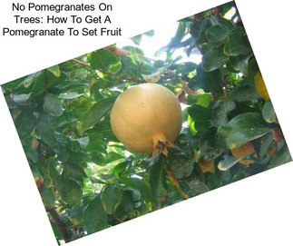 No Pomegranates On Trees: How To Get A Pomegranate To Set Fruit