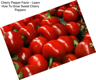 Cherry Pepper Facts – Learn How To Grow Sweet Cherry Peppers
