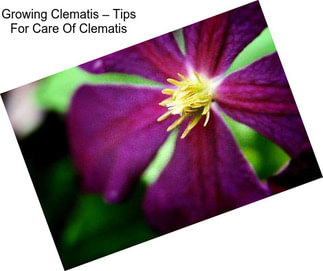 Growing Clematis – Tips For Care Of Clematis