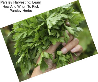 Parsley Harvesting: Learn How And When To Pick Parsley Herbs