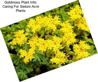 Goldmoss Plant Info: Caring For Sedum Acre Plants