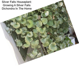 Silver Falls Houseplant: Growing A Silver Falls Dichondra In The Home