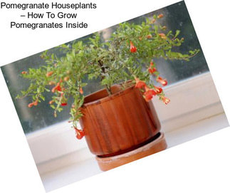 Pomegranate Houseplants – How To Grow Pomegranates Inside