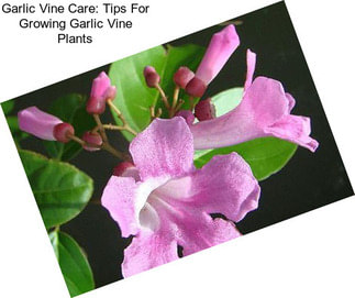 Garlic Vine Care: Tips For Growing Garlic Vine Plants
